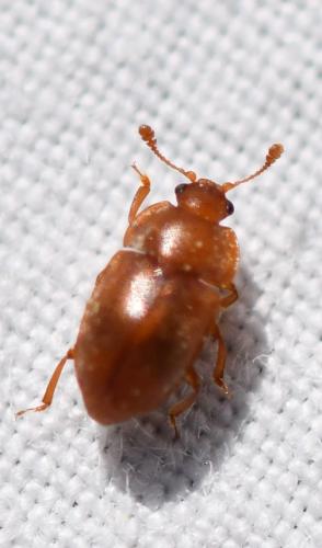 Réf. 338 584 : Epuraea sp.